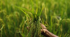Agri