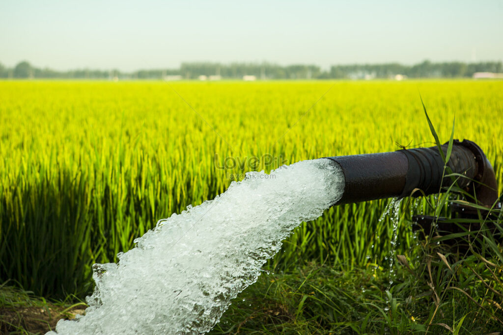 lovepik-paddy-field-in-irrigation-picture_500092544