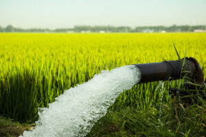 lovepik-paddy-field-in-irrigation-picture_500092544