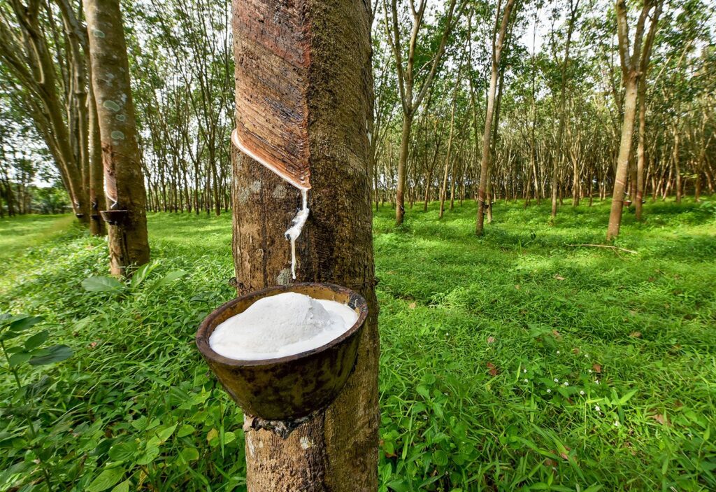 Latex-rubber-tree