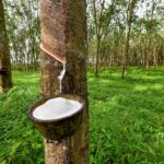 Latex-rubber-tree