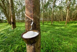 Latex-rubber-tree