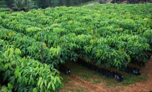 Rubber-plantation