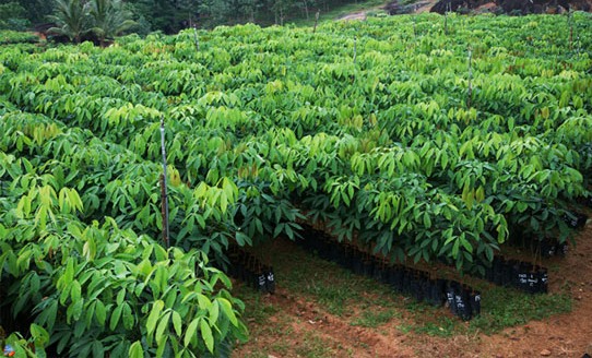 Rubber-plantation