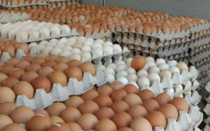 telur-banyak