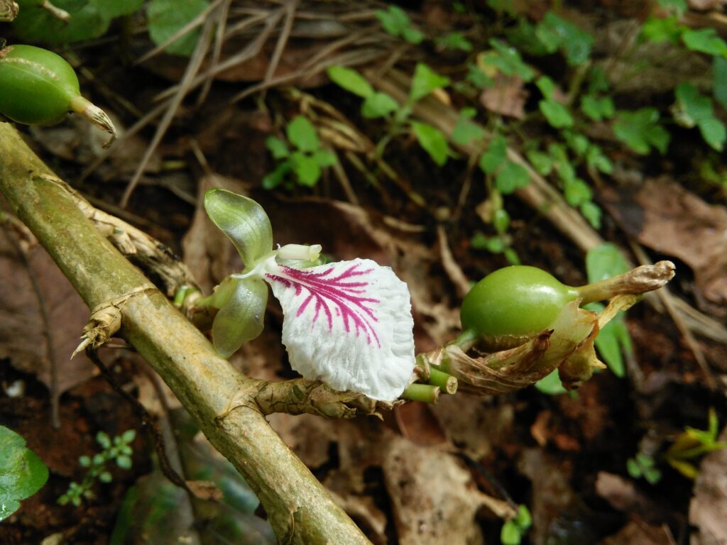 Cardamom_inflorescence_and_fruit_IMG20170901151108