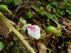 Cardamom_inflorescence_and_fruit_IMG20170901151108