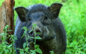 wild_boar
