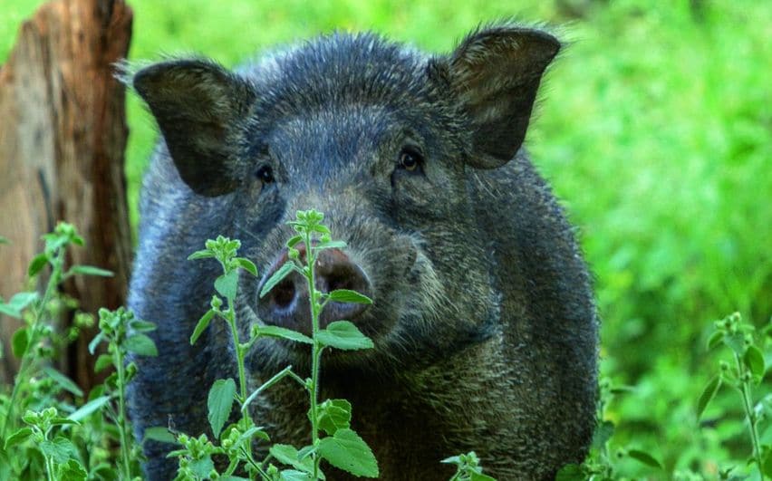 wild_boar