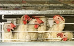 chicken