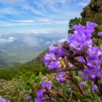 close+up+view+of+neelakkurinji+flowers