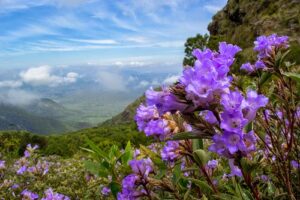 close+up+view+of+neelakkurinji+flowers