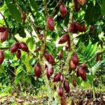images (1) (29)