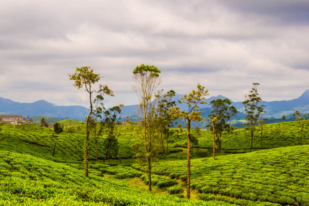 Tea Plantations