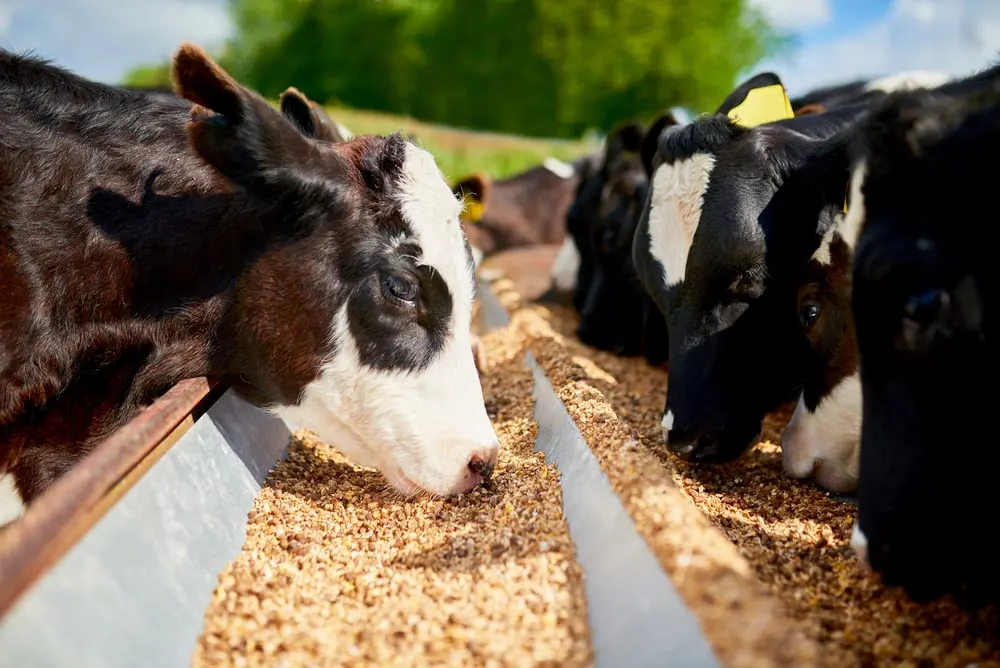 Cattle-Feed-Price-List-50-Kg