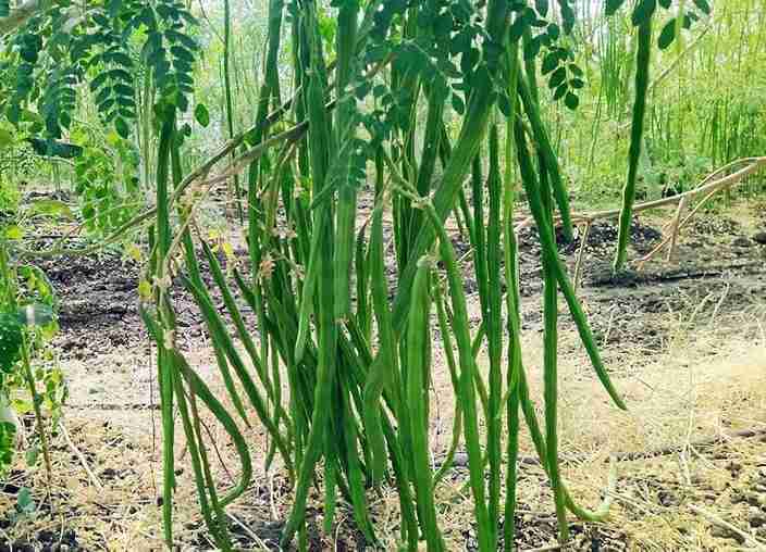 15-drumstick-2-abiswas-original-imagzqgh23pz3zym