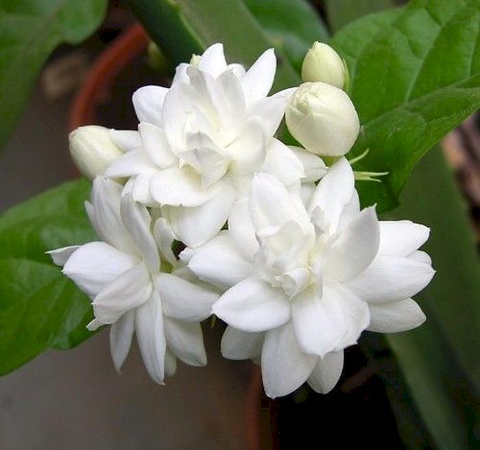 jasmine-flowers